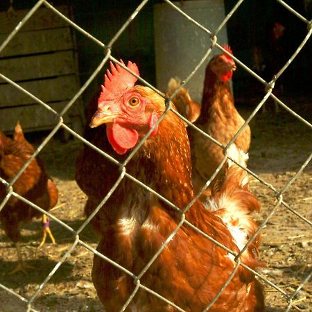 Agroturisme Sant Dionis Campllong Εξωτερικό φωτογραφία